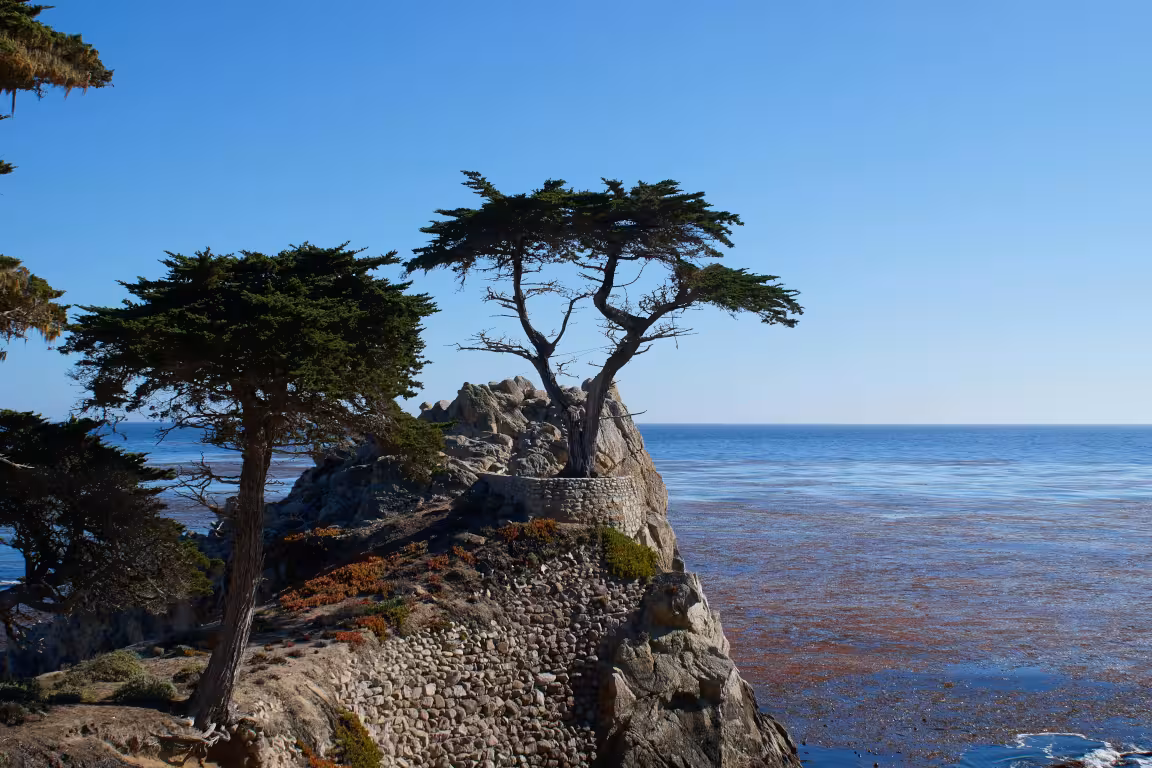 Lone Cypress