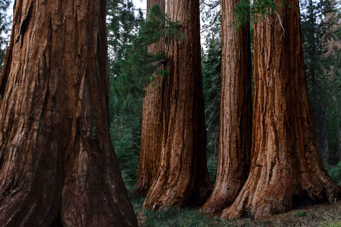 Muir Woods